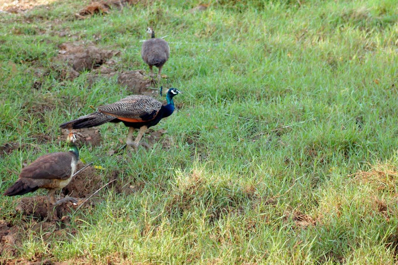 Wasgamu Safari Lodge Wasgamuwa Екстериор снимка