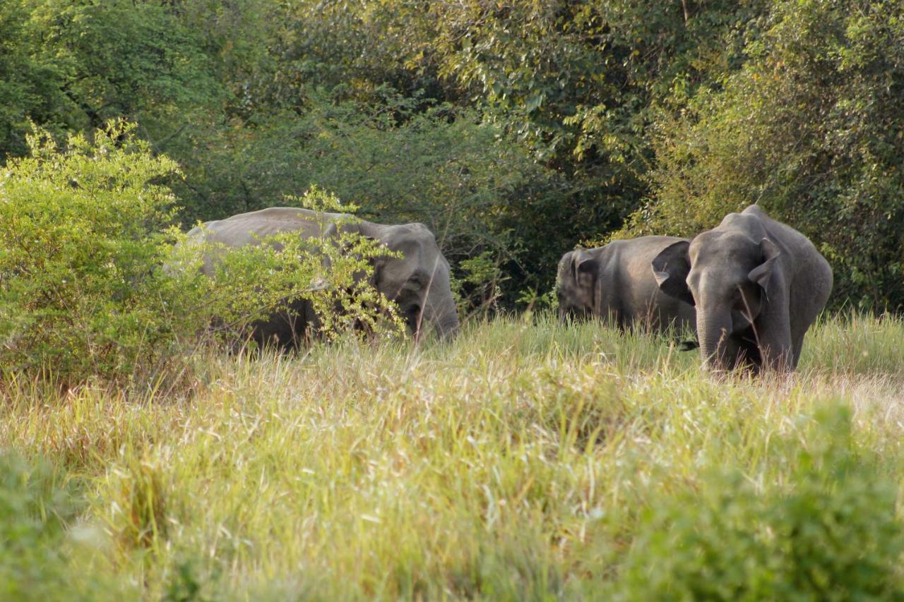 Wasgamu Safari Lodge Wasgamuwa Екстериор снимка