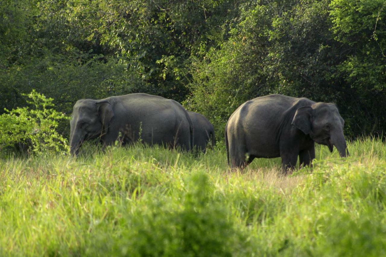 Wasgamu Safari Lodge Wasgamuwa Екстериор снимка