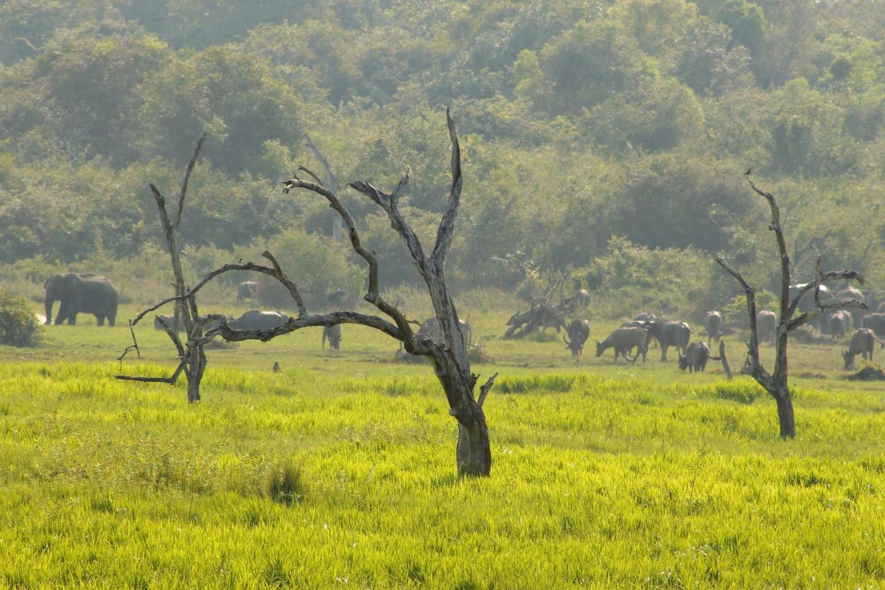 Wasgamu Safari Lodge Wasgamuwa Екстериор снимка