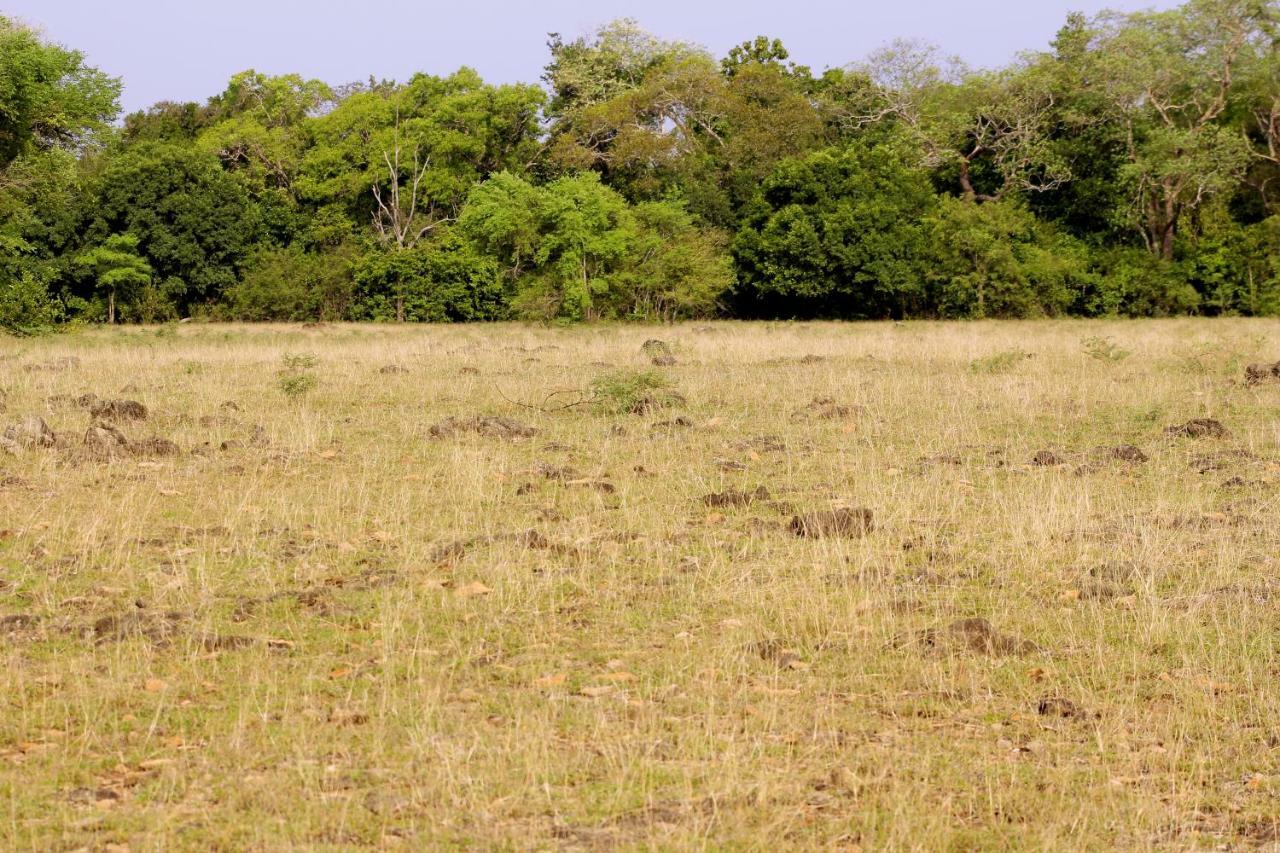 Wasgamu Safari Lodge Wasgamuwa Екстериор снимка
