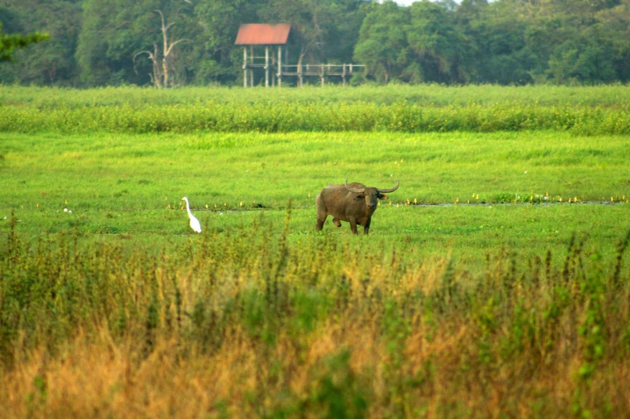 Wasgamu Safari Lodge Wasgamuwa Екстериор снимка