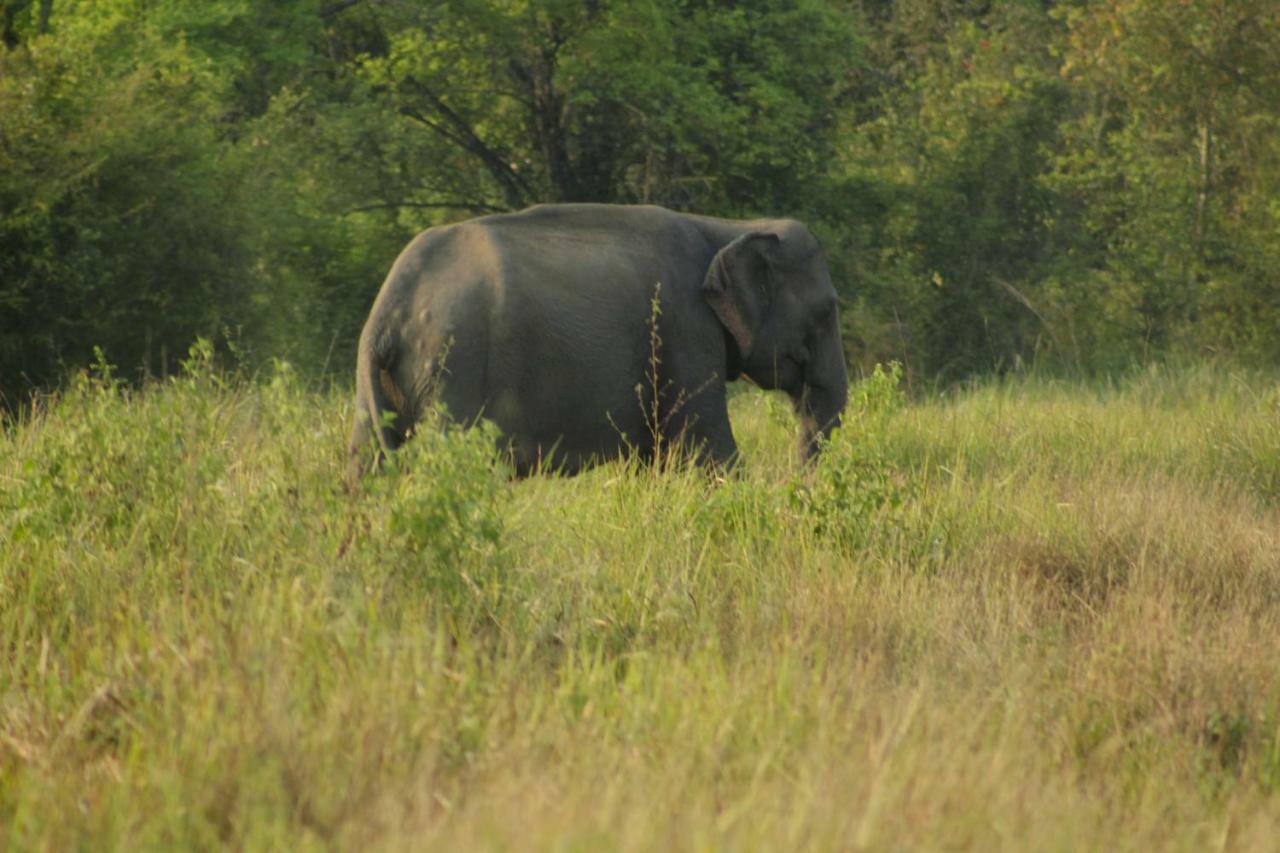 Wasgamu Safari Lodge Wasgamuwa Екстериор снимка