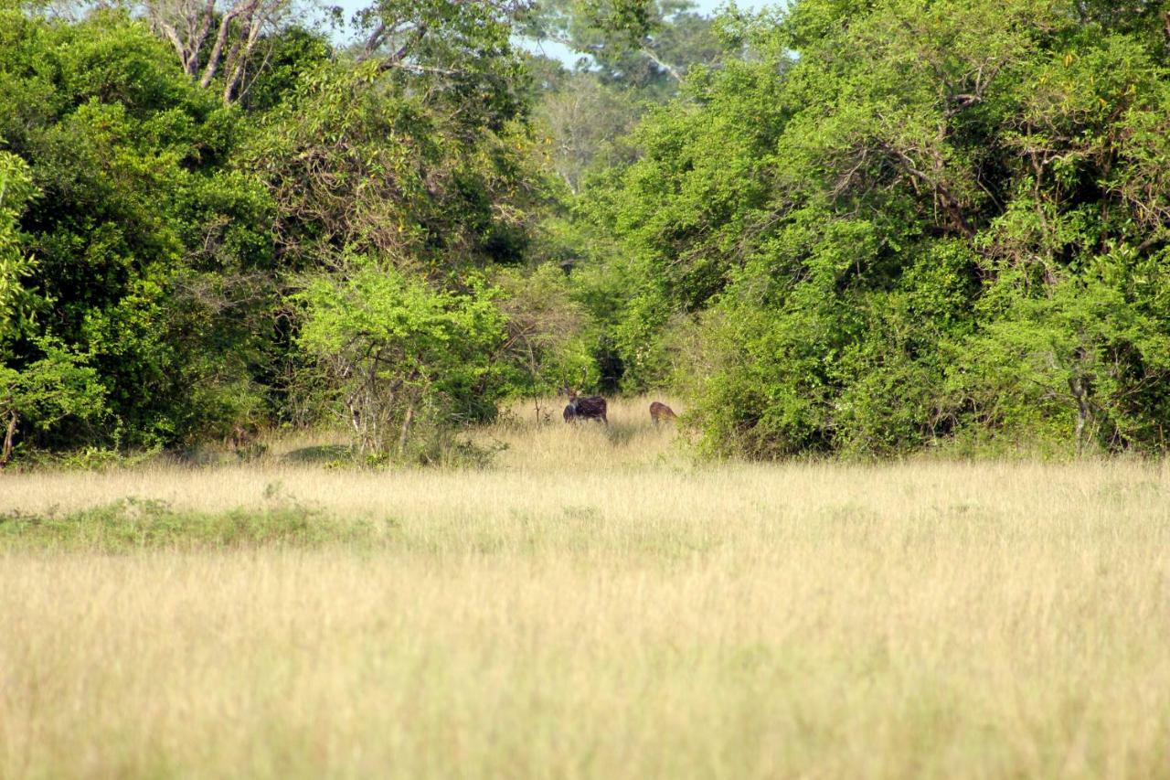 Wasgamu Safari Lodge Wasgamuwa Екстериор снимка